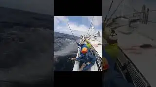 Hand-caught tuna fishing experience #naturedocumentary #wildlife #animals #animalshorts #wildanimals