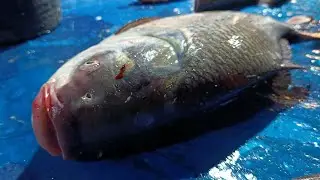 🔴 Live Fish Cutting ASMR | Fresh Catch Cleaning | Market Sounds for USA & Europe