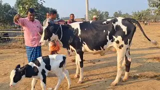 @আজ ১৪/১/২৬ | উন্নত জাতের দুধের গাভী ও বাছুর গরুর দাম | রানীগঞ্জ হাট |দিনাজপুর 