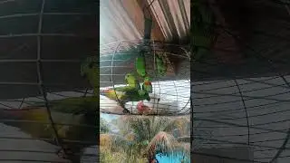 biar hujan janji burung sihat selalu #fvp #birds #bantusubscribe #burungserindit