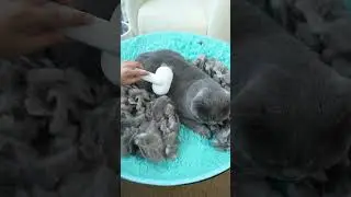 The Ultimate Deshedding Tool for Long Hair Pets