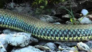Couleuvre de Montpellier m&acirc;le de 1m83