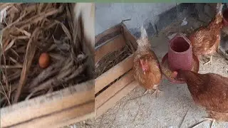 আমার লেয়ার মুরগি মাত্র ৪ মাস ১০ দিনে ডিম দিয়েছে