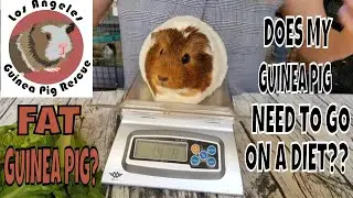 Does My Guinea Pig Need to Go on a Diet??