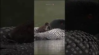The Best Of Animals Fun Moment Part 😀📸 #wildanimal #animals #animallover #ytshorts #fun