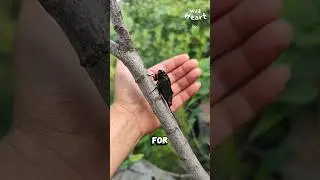Why Not Touch Them?