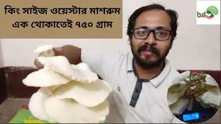 কিং ওয়েস্টার মাশরুম | বড় ওয়েস্টার মাশরুম | মাসরুম চাষ | Mushroom | আমার কৃষি আমার খামার