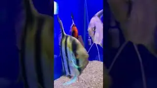 Angry Angel Fish  Please Subscribe! #fish #shorts #fyp