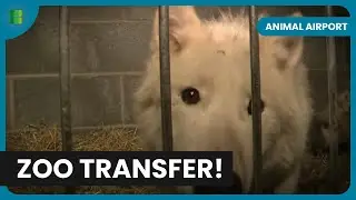 Wildlife Transport Uncovered - Animal Airport