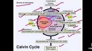 B.Sc III yr Paper II, Dark Reaction By Sanju Balot