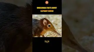 Amazing Animal Facts About Animal Shrew In Hindi #animalfacts #animals #shorts