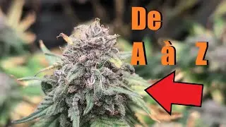 Un grow de A &agrave; Z !!! de l'euphorie &agrave; la catastrophe !! sous la fce4800 de Mars hydro!
