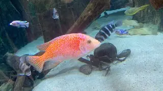 Oceanarium Gran Canaria #Ryby #Rekiny #Oceanarium #GranCanaria
