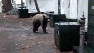 Bear in Yosemite Curry Village