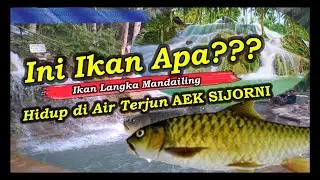 Luar Biasa, Ini Ikan Apa? Ribuan Ikan Langka MERA Mandailing Hidup Di Aliran Air Terjun