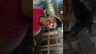 Cara extrim agar kambing doyan makan silase