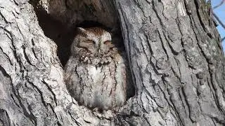 Petit-duc macul&eacute; - Eastern screech-owl - Megascops asio