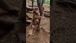 Baby Monkey You Must Watch With Creative Trap #Monkey #BabyMonkey #ShortVideos #EP681