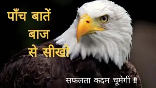 पांच बाते बाज से सीखो Eagle Maintelity | Very Powerful Lessons | Motivation video | #abhinavchauhan