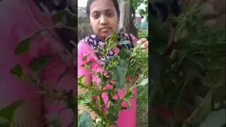 Kata note shak #youtubeshorts #shorts #shortvideo #short #video #minivlog #tree