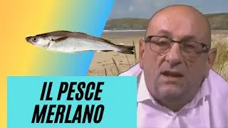 Il pesce  merlano o molo