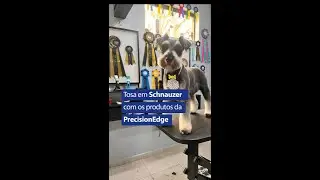 Tutorial Passo a Passo da Tosa em Schnauzer usando os produtos da PrecisionEdge