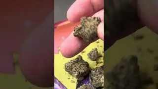 Blueberry Fuego medical cannabis by Next Friday 24% Hybrid non irradiated review, this is stinky!! 