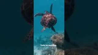 The ULTIMATE Australia Bucket List! 🤯 7/100