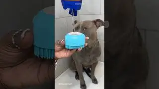 ASMR Dog Grooming #asmr #viral #doggrooming #dogbath #satisfying