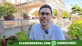 DOVE ACQUISTARE BONSAI PERFETTI A 10 EURO