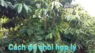 How to bud properly. Multi-stem drop top coffee