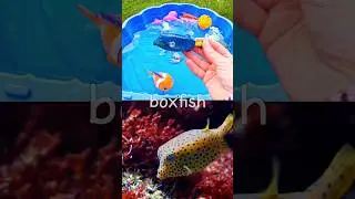 Sea Animal Names for Kids to Learn with Toys: Boxfish Lemon Shark Penguin Walrus Whale