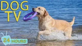 DOG TV: Best Video Entertain & Anti-Stress with Relax Music for Dogs When Home Alone - Music for Dog