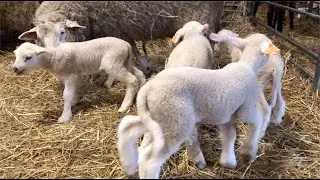 Czas wykotów u owiec olkuskich we Wrocławiu