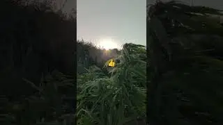 I Attempt to grow 🌿🌿🍁 outdoors in the UK ☀️🌧️ part 6