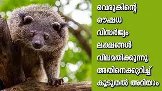 വെരുകിന്റെ ഔഷധ വിസർജ്യം ലക്ഷങ്ങൾ വിലമതിക്കുന്നു അതിനെക്കുറിച്ച് കൂടുതൽ അറിയാം | ABOUT VERUK ANIMAL