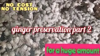 Ginger preservation | A huge amount of ginger preservation without any cost for 1 year |