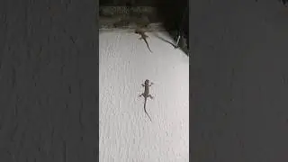 lagartixa de parede...