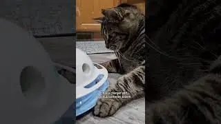 Awesome Interactive Cat Toy with Motion Sensor &ndash; Half Off Now! #cat #fok