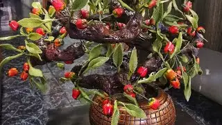 ¡¡CÓMO HACER UN BONSÁI DE MANZANAS CON PORCELANA FRÍA!!