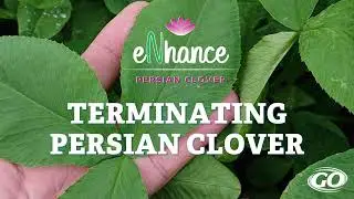 eNhance Persian Clove | Termination