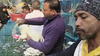 cheapest pet market in kolkata| kolkata pet market| Galiff Street pet market| biggest dog market