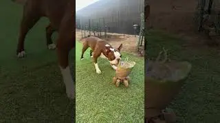 Live stream-Boston terrier barking at🐾  Groot😏