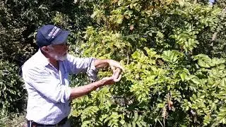 Gevuina avellana: A Chilean Nut Tree for Temperate Climates