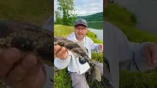 Zander Saison Start an der Donau 👌🏻🇦🇹#angeln #jigfreak #donau #zanderangeln #Beifang