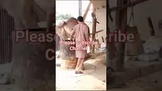 Short #video beautiful work in Village Camel work in Village Short video