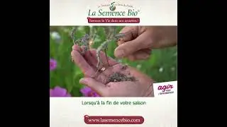 La Semence Bio &ndash; L&rsquo;importance des semences nectarif&egrave;res 100% Bio au service de la biodiversit&eacute;.