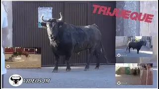 Encierro Calles Trijueque 2025 (Domingo)
