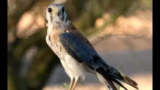 March Madness ! Best Time to watch Hummingbirds