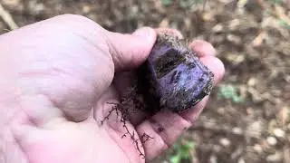 Flat Buttons Meet Cool Modern Relics!!! #metaldetecting #history #viral #shorts #funny #wildlife